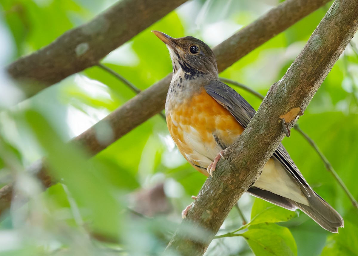 Black-breasted Thrush - ML635348248