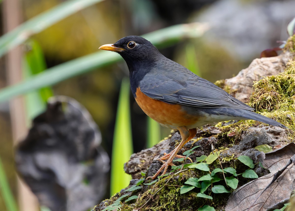 Black-breasted Thrush - ML635348249
