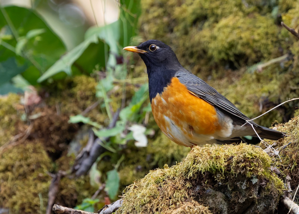 Black-breasted Thrush - ML635348251