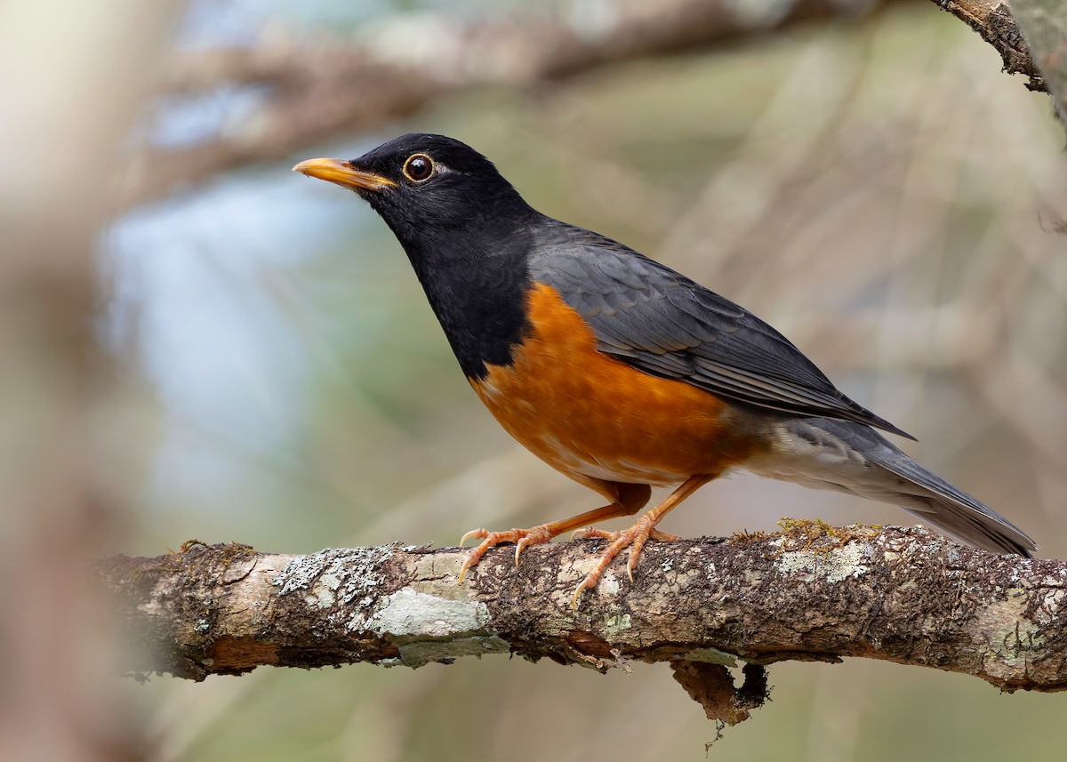 Black-breasted Thrush - ML635348255