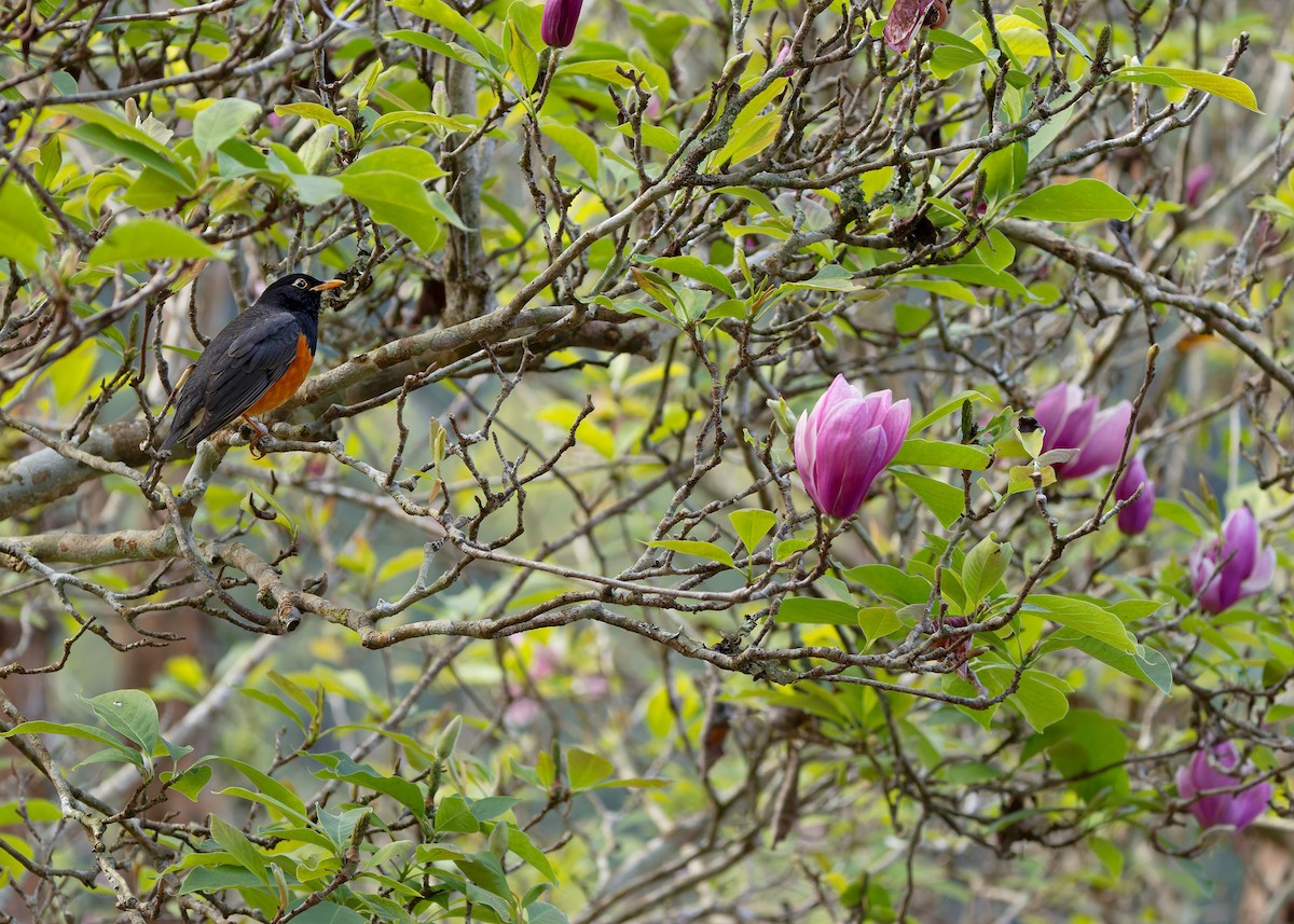 Black-breasted Thrush - ML635348262
