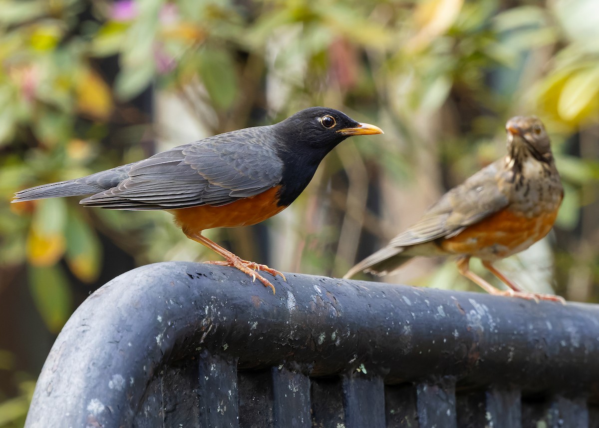 Black-breasted Thrush - ML635348268