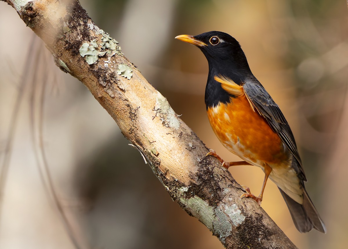 Black-breasted Thrush - ML635348270