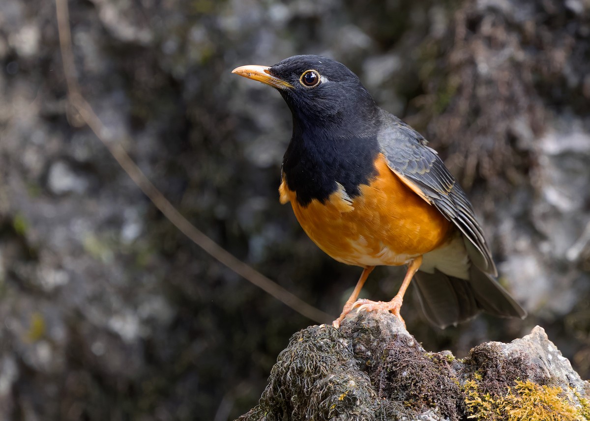 Black-breasted Thrush - ML635348271