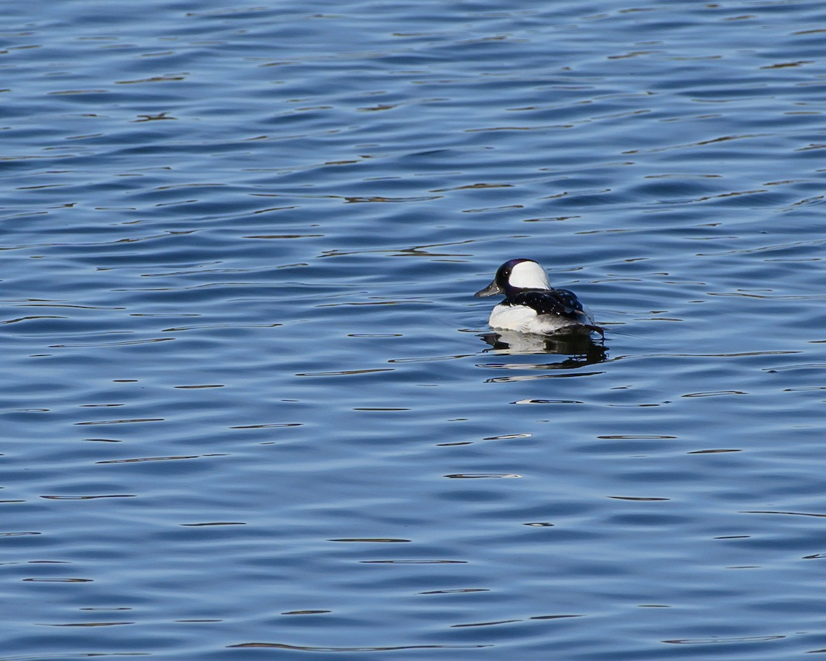 Bufflehead - ML635348291