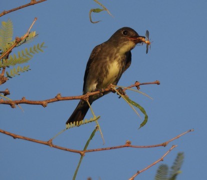 Boreal Sinekkapan - ML635348297