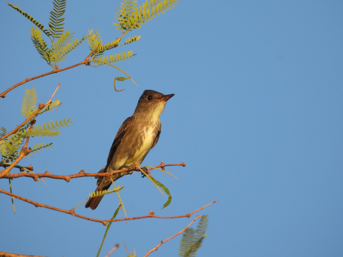 Boreal Sinekkapan - ML635348299