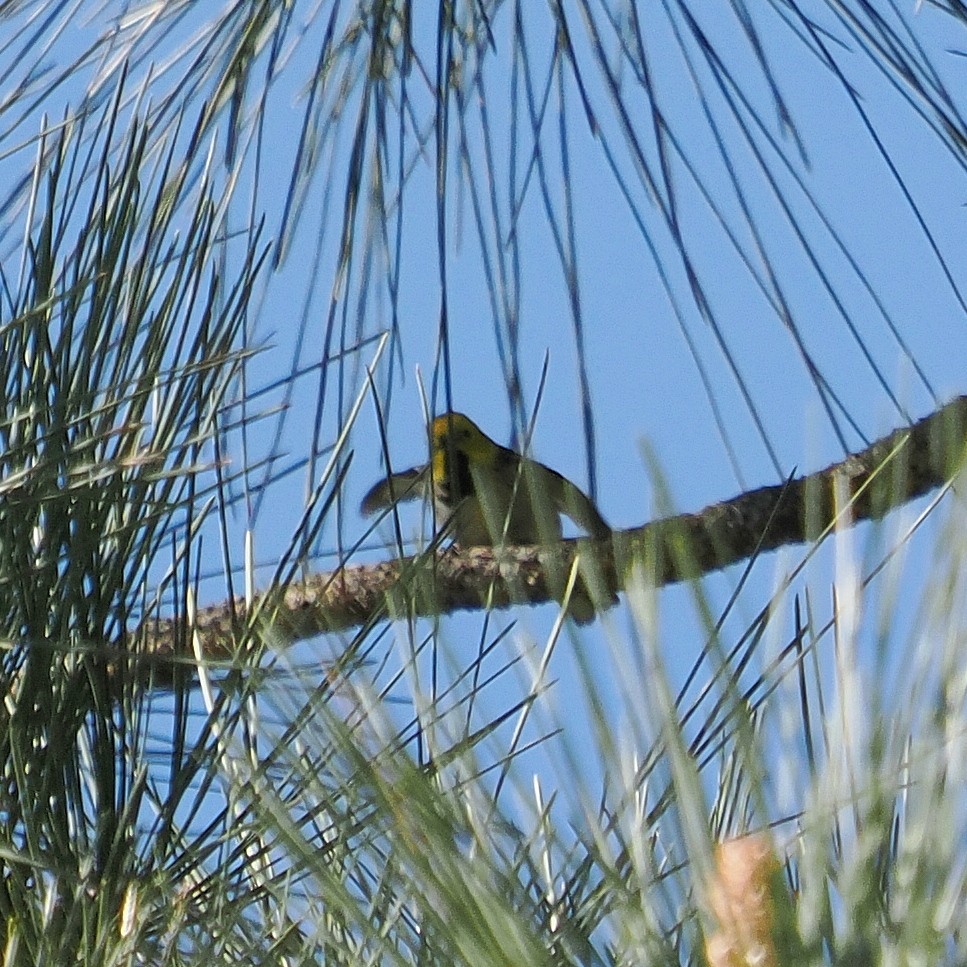 Hermit Warbler - ML635348306