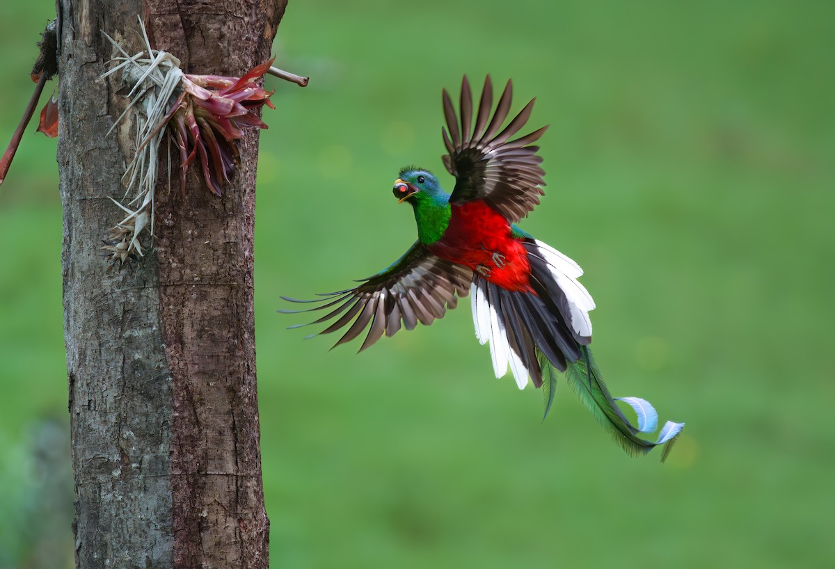 カザリキヌバネドリ - ML635348336