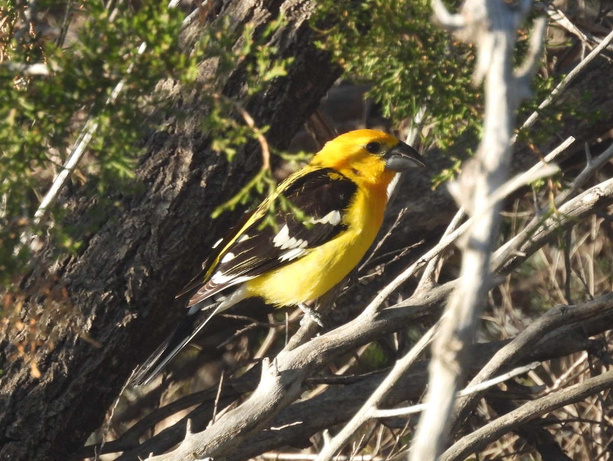 Yellow Grosbeak - Joy Lake