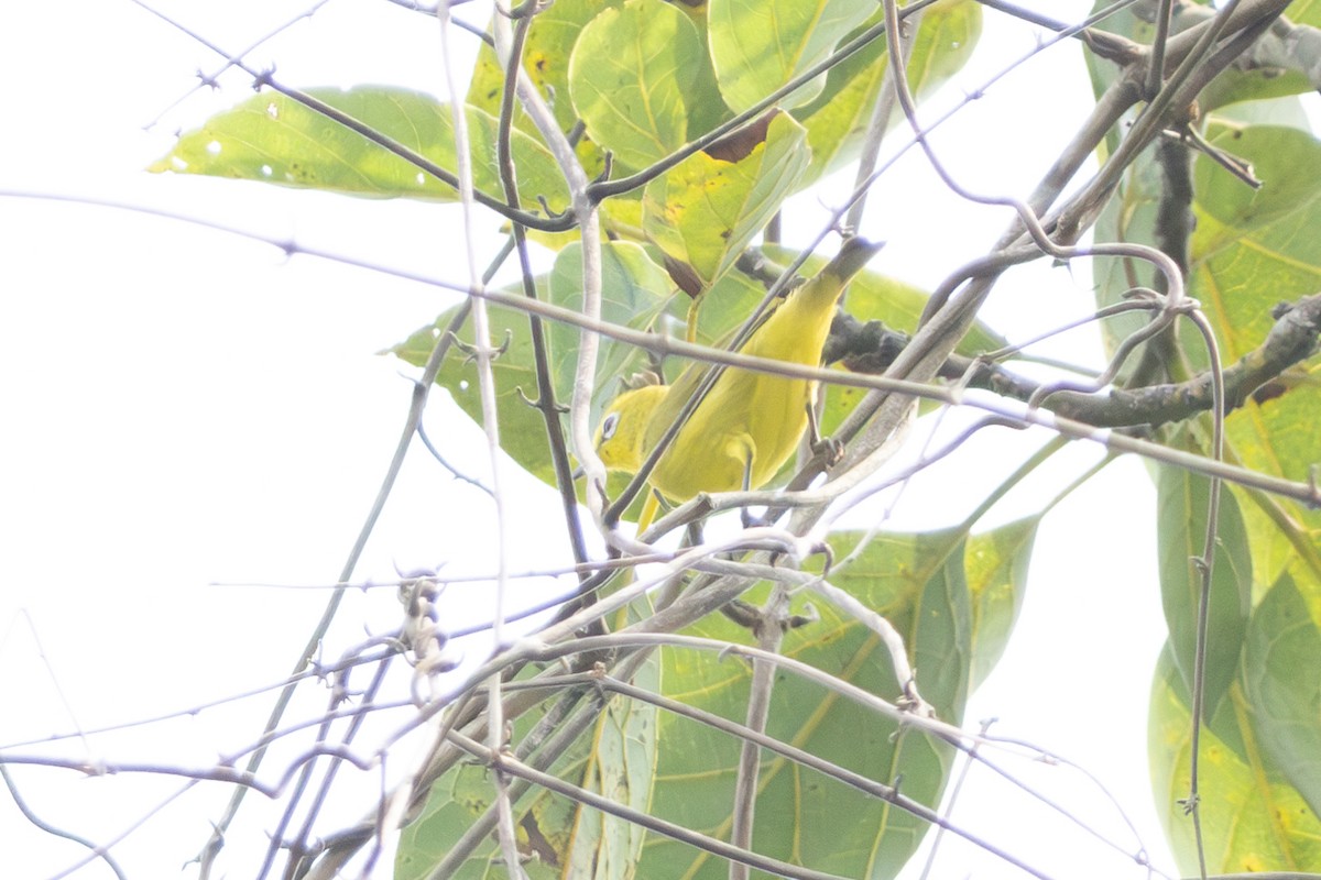 Northern Yellow White-eye - ML635348353