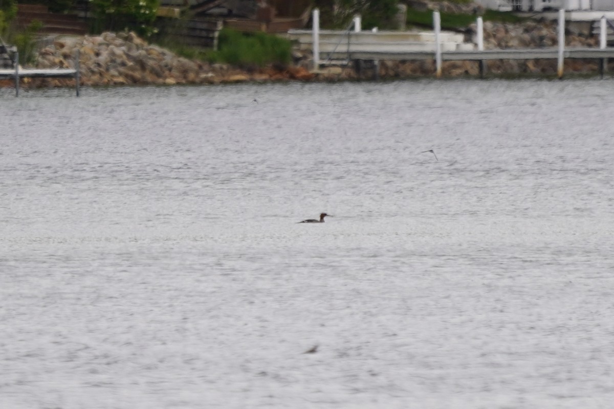 Red-breasted Merganser - ML635348398