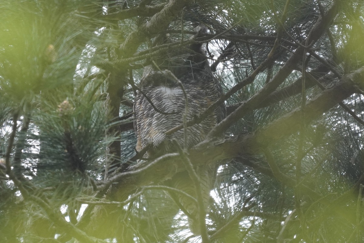 Great Horned Owl - ML635348416
