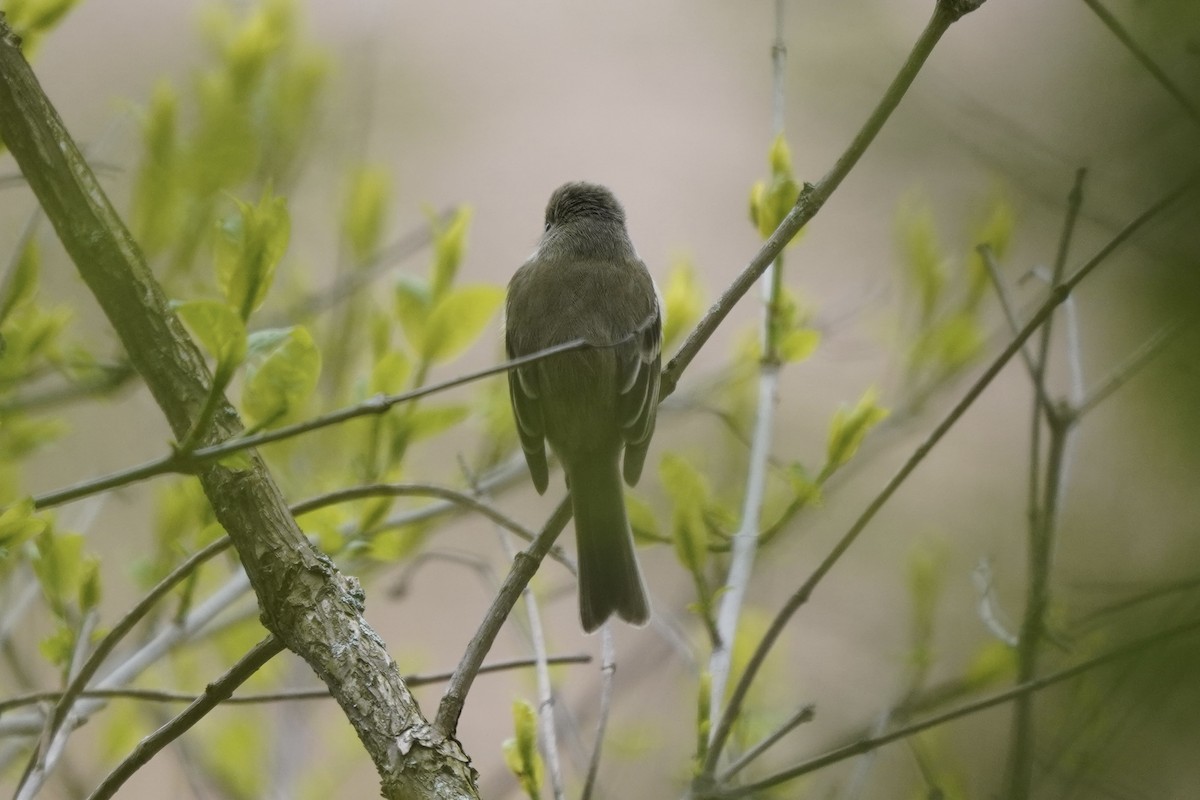 Least Flycatcher - ML635348423