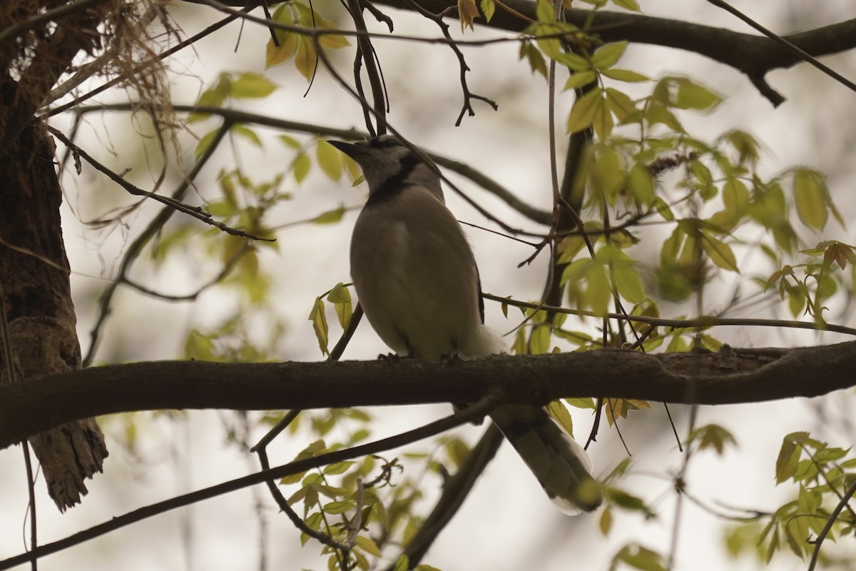 Blue Jay - ML635348424