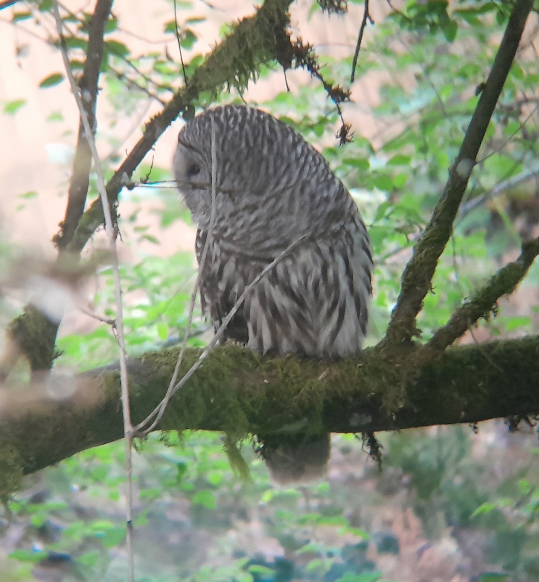 Barred Owl - ML635348425