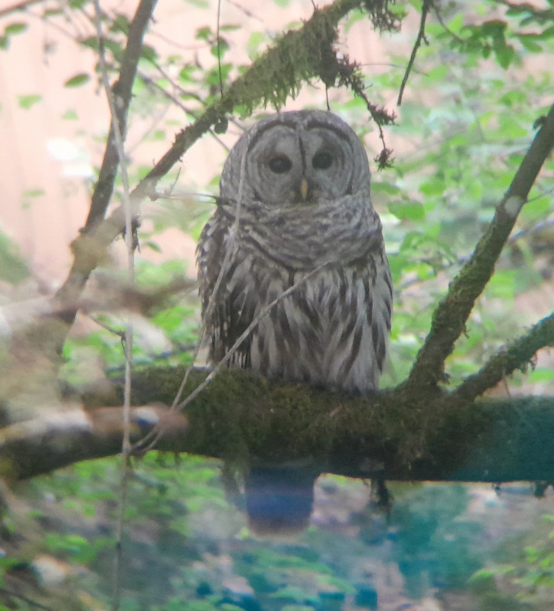 Barred Owl - ML635348426