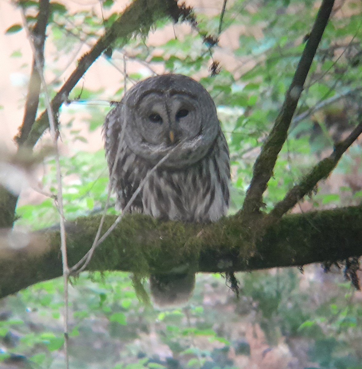 Barred Owl - ML635348427