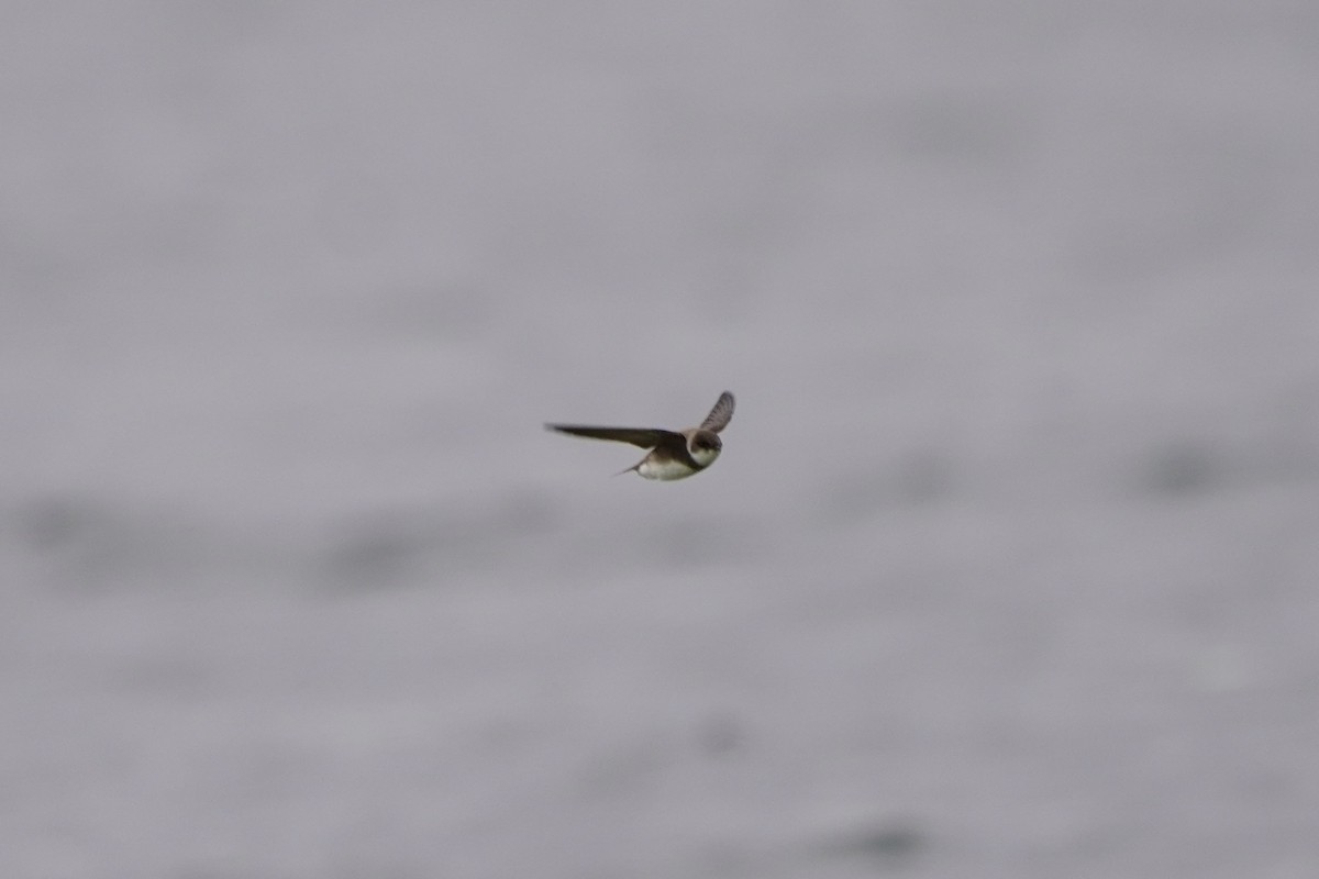 Bank Swallow - ML635348433
