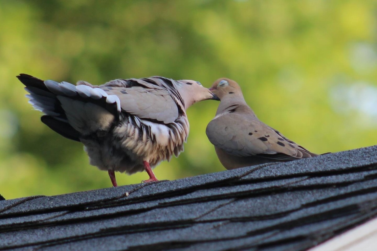 Mourning Dove - ML635348435