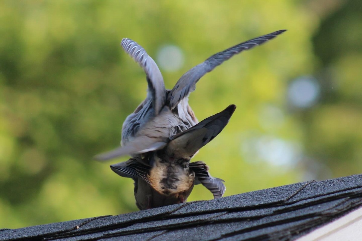 Mourning Dove - ML635348437