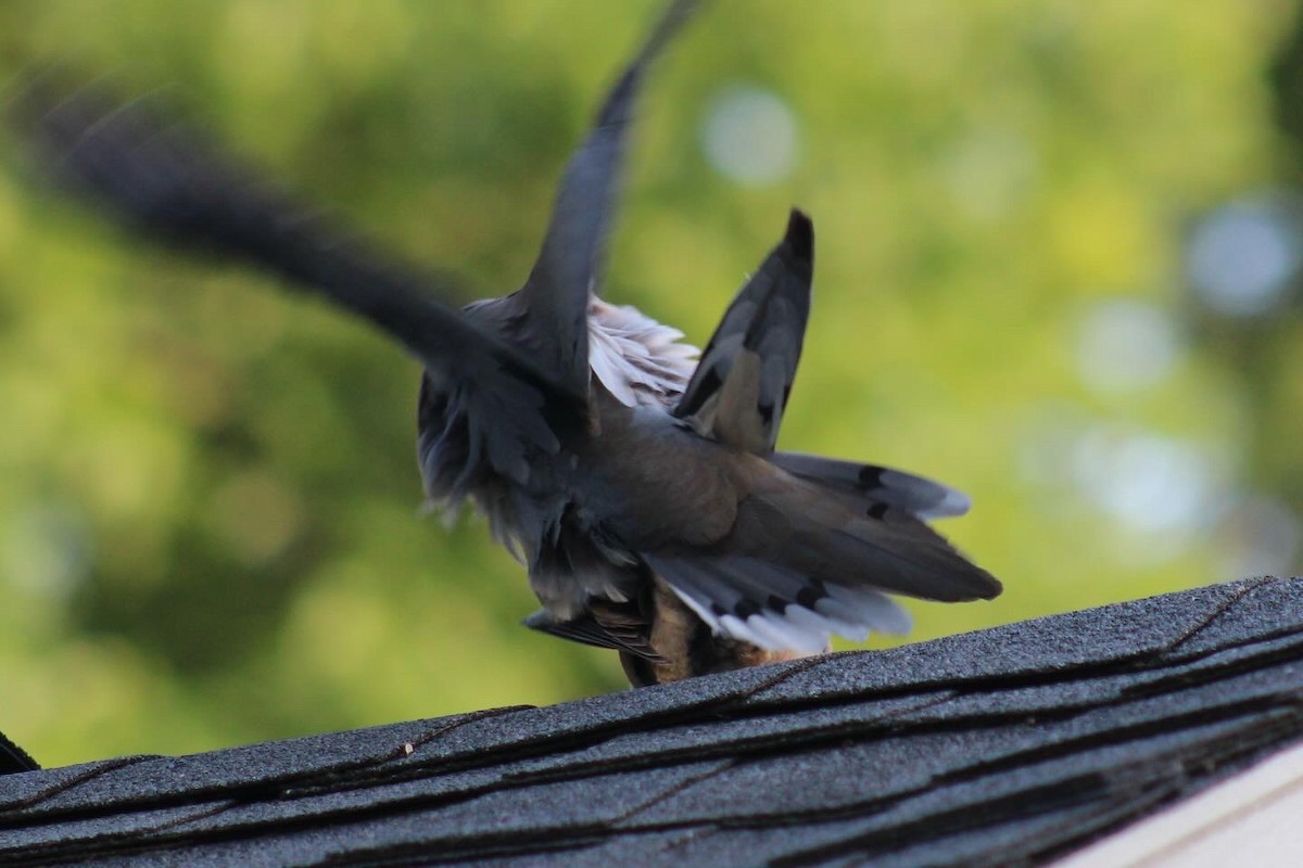 Mourning Dove - ML635348438