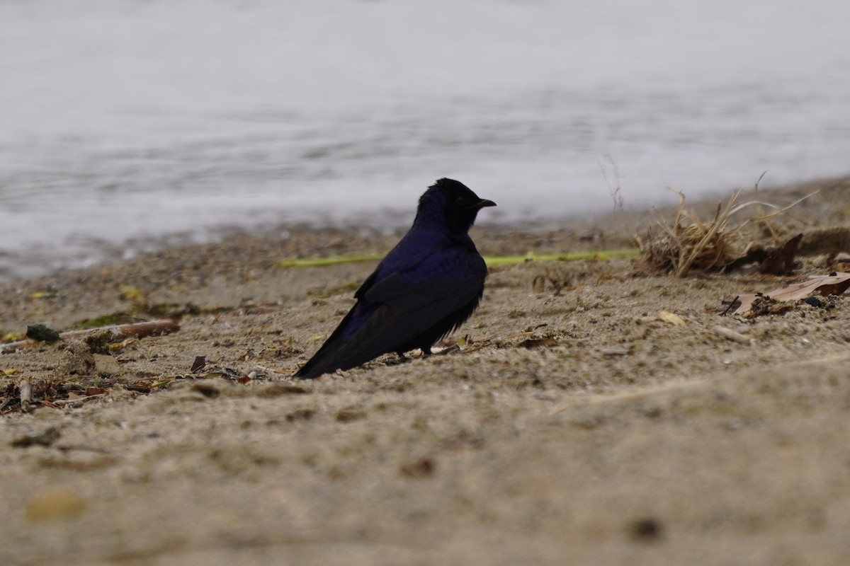 Purple Martin - ML635348443