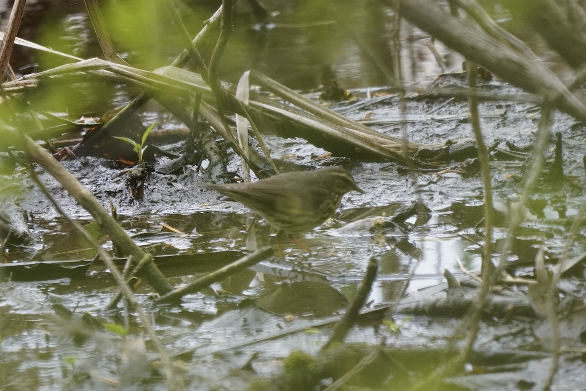 Northern Waterthrush - ML635348455