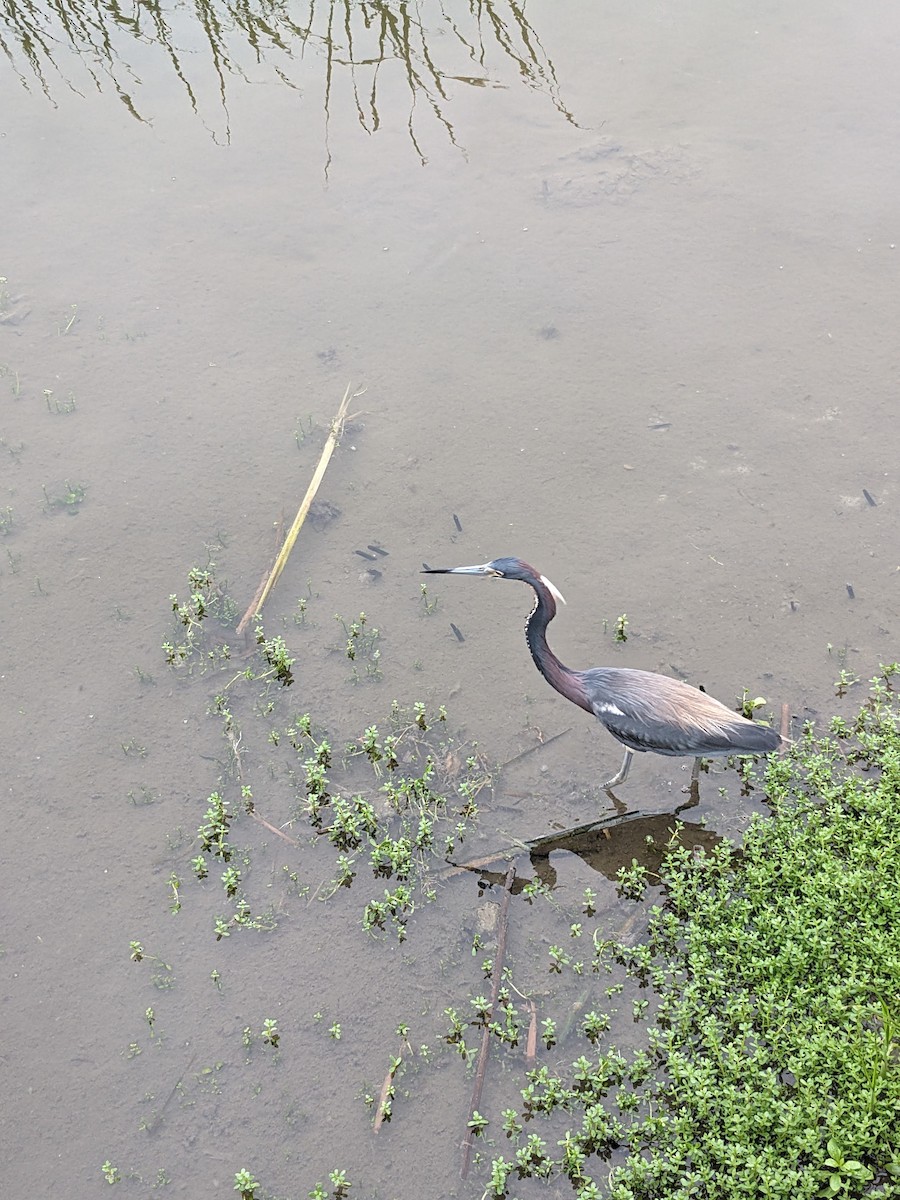 Tricolored Heron - ML635348458