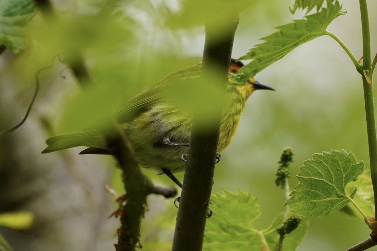 Cape May Warbler - ML635348459