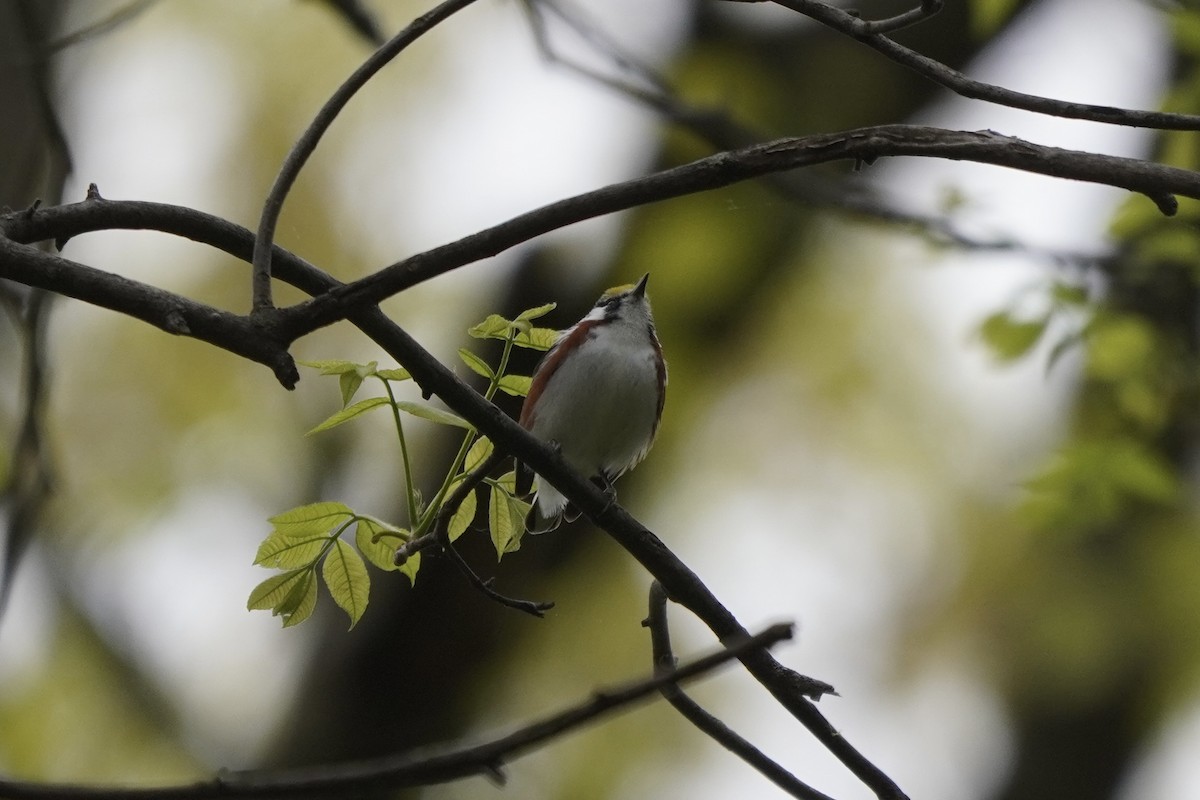 Chestnut-sided Warbler - ML635348463
