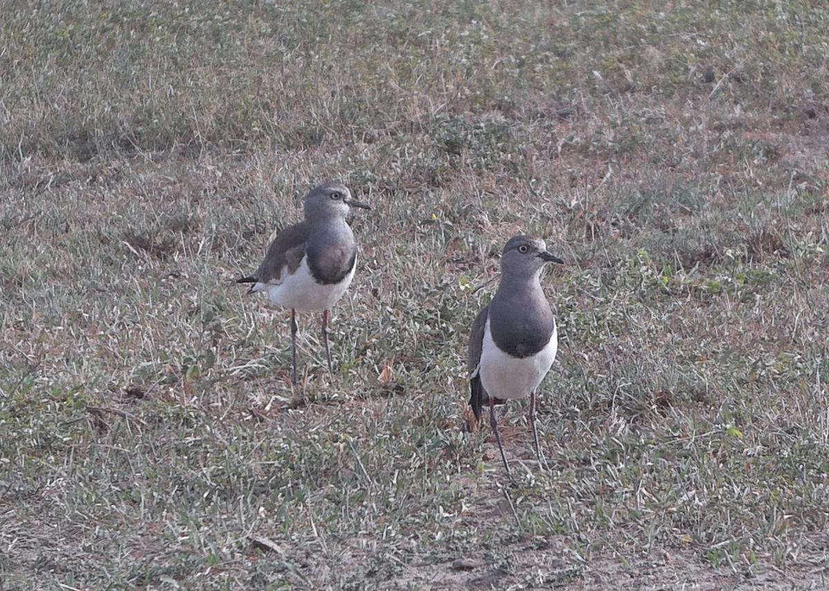 Black-winged Lapwing - ML635348470