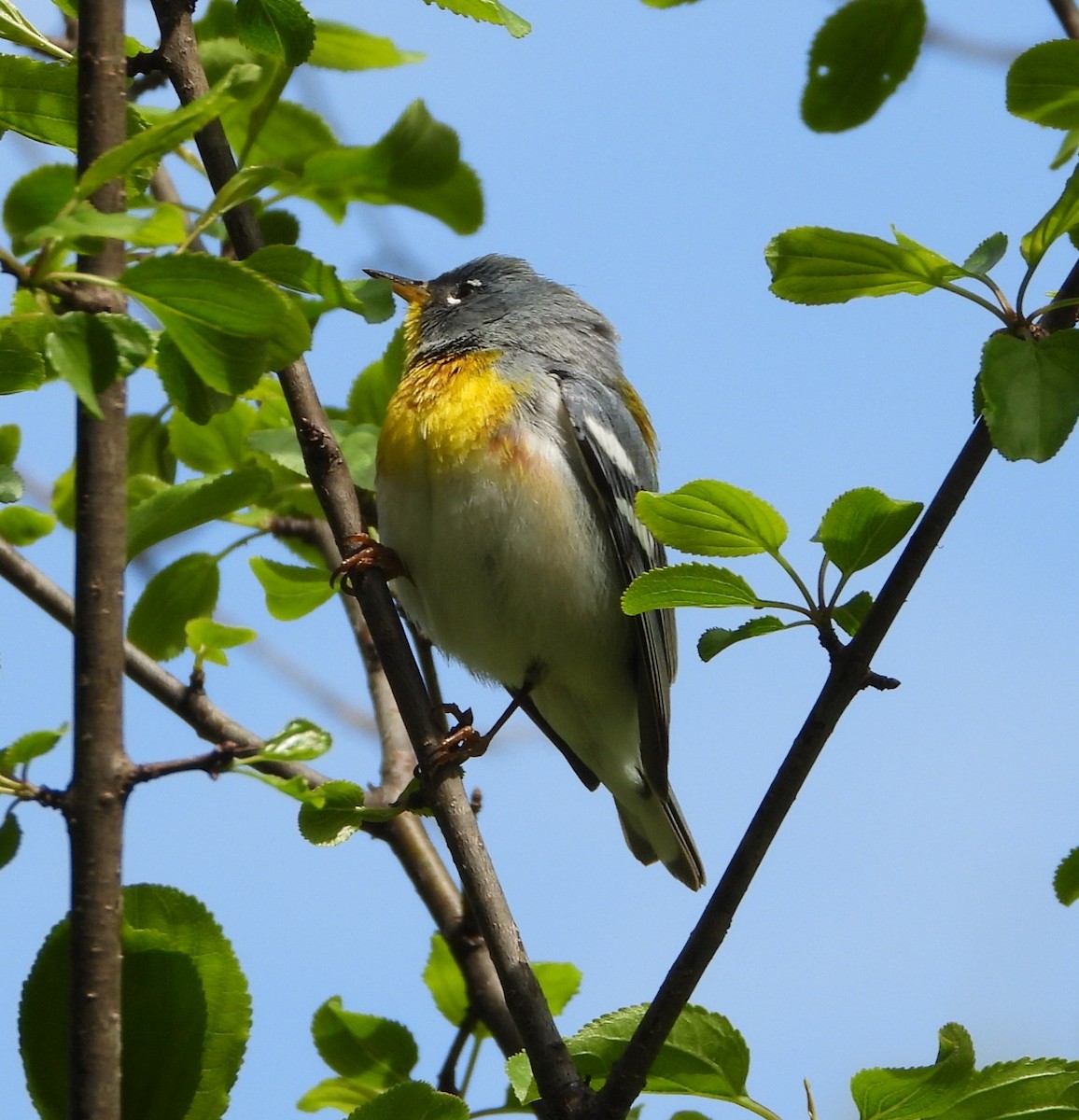 Пісняр північний - ML635348478