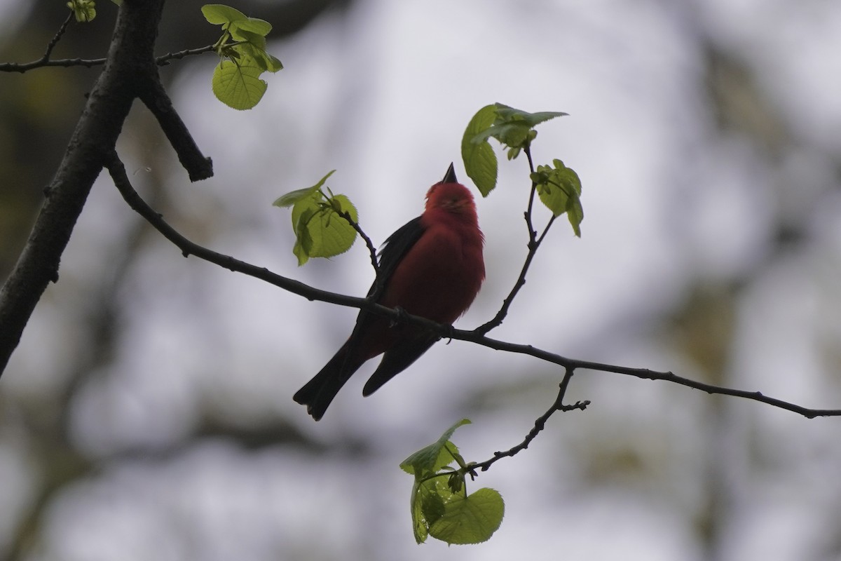 Scarlet Tanager - ML635348482