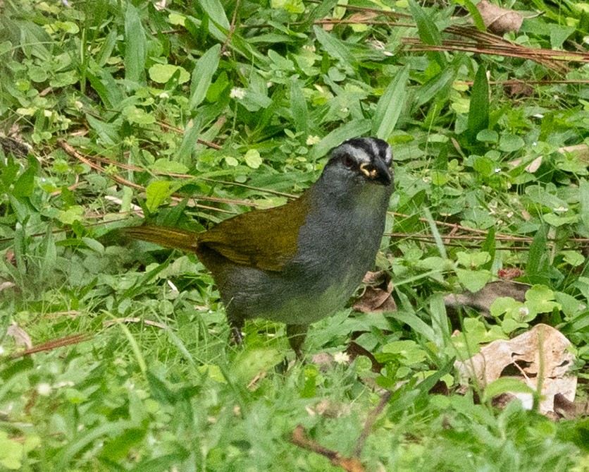 Black-striped Sparrow - ML635348484