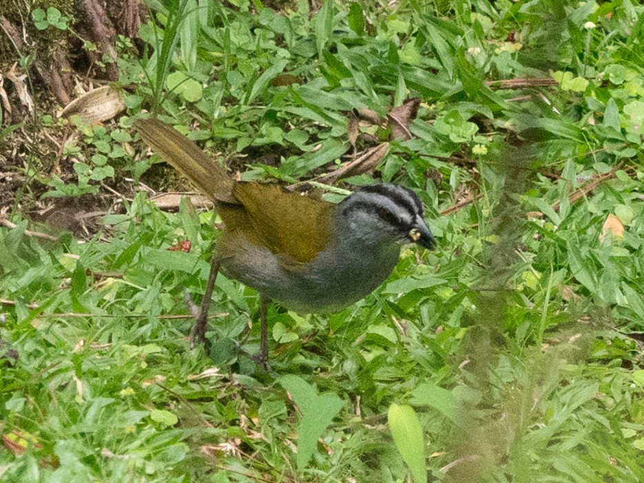 Black-striped Sparrow - ML635348485