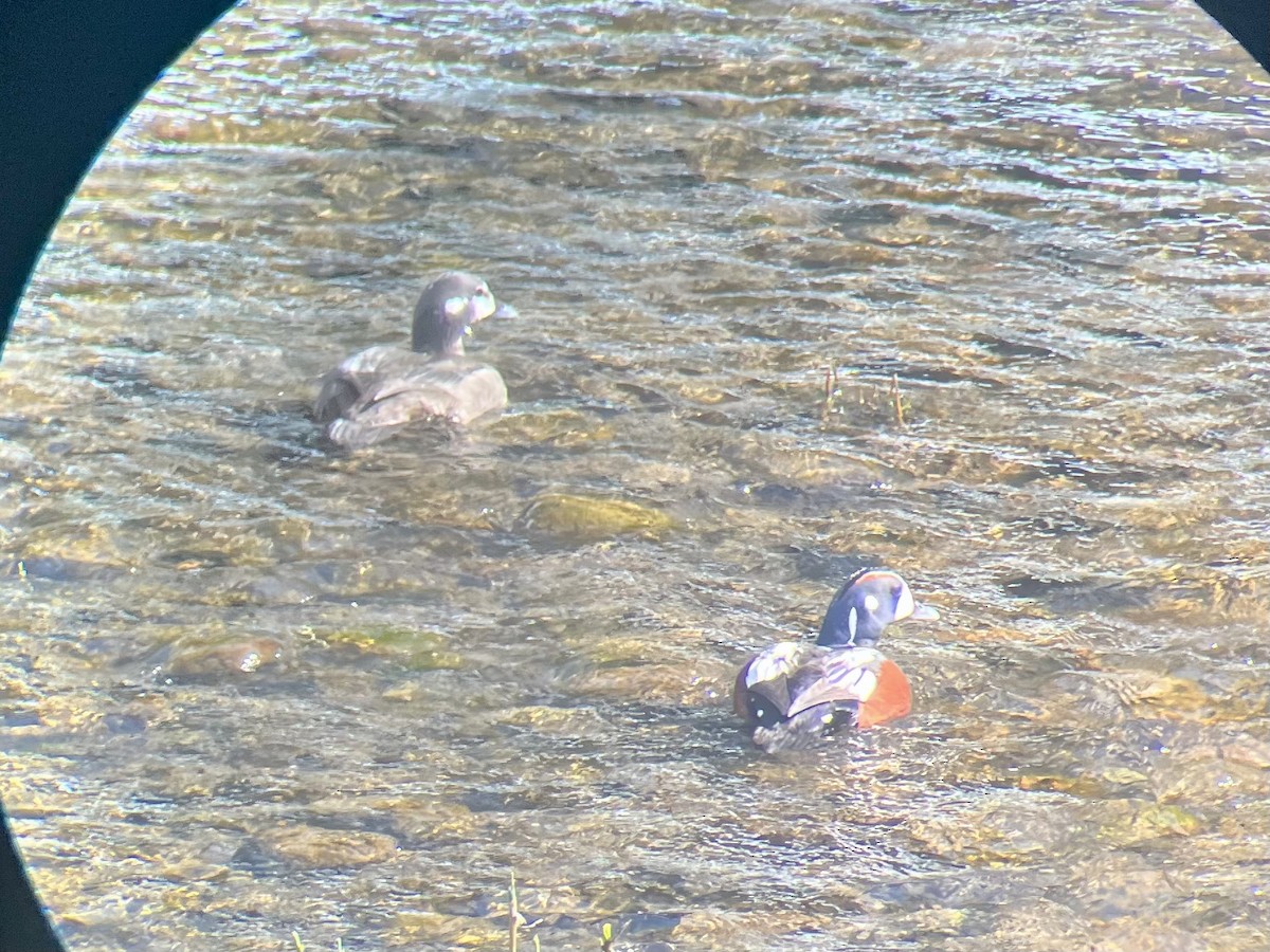 kačka strakatá - ML635348488