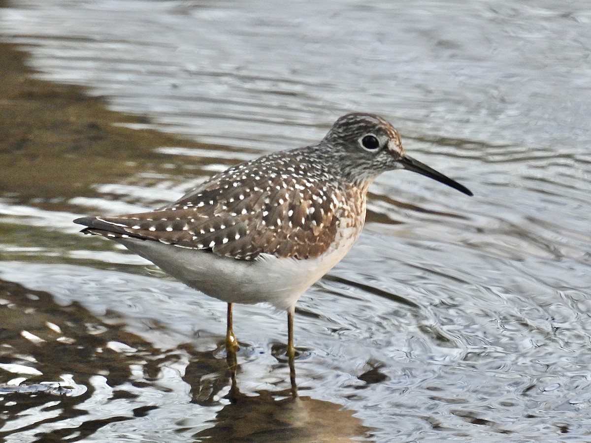 Solitary Sandpiper - ML635348500