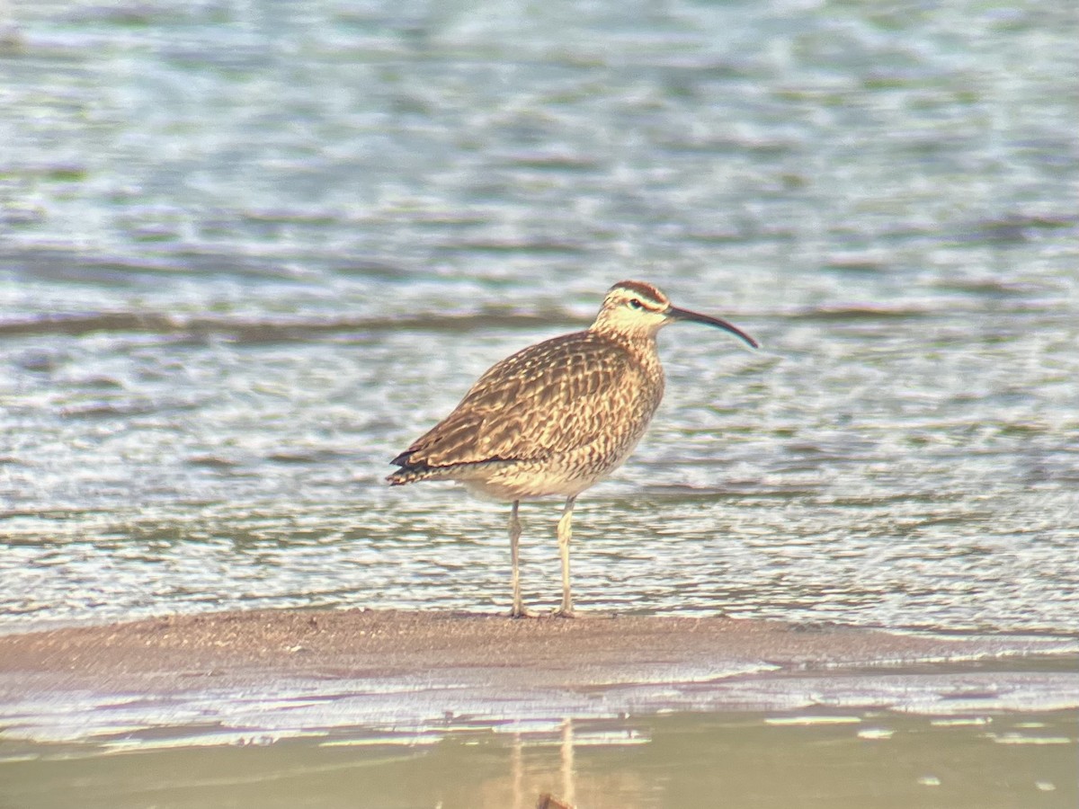 koliha hudsonská - ML635348503