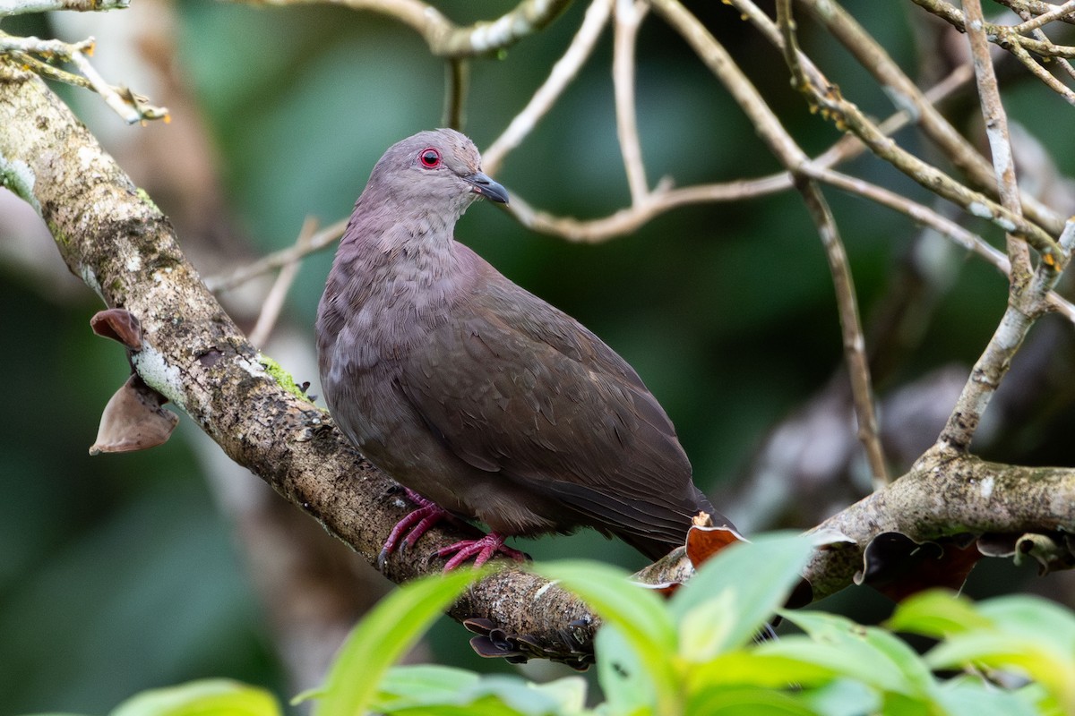 Dusky Pigeon - ML635348511