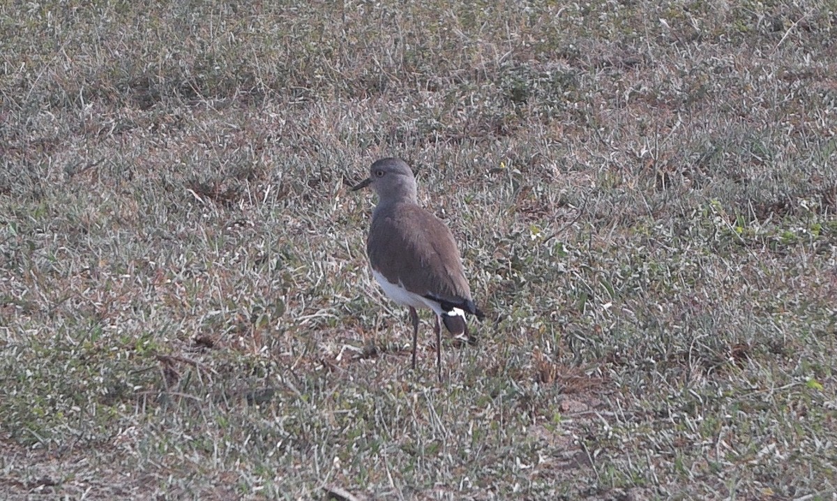 Black-winged Lapwing - ML635348525