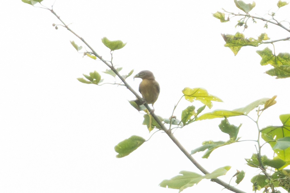 Chestnut-and-black Weaver - ML635348557
