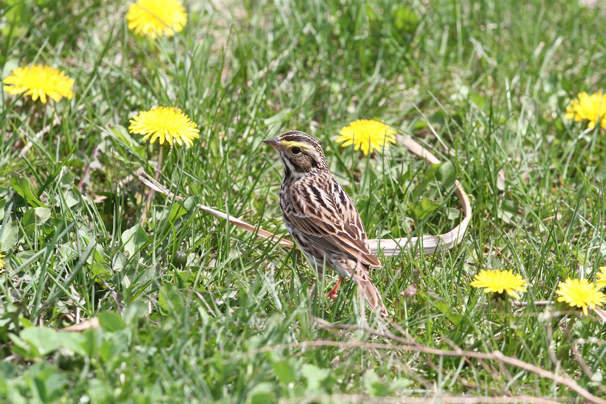 Savannah Sparrow - ML635348595