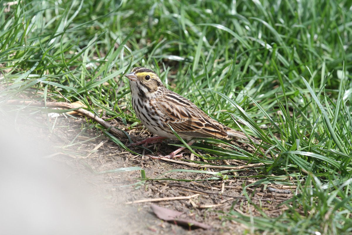 Savannah Sparrow - ML635348600