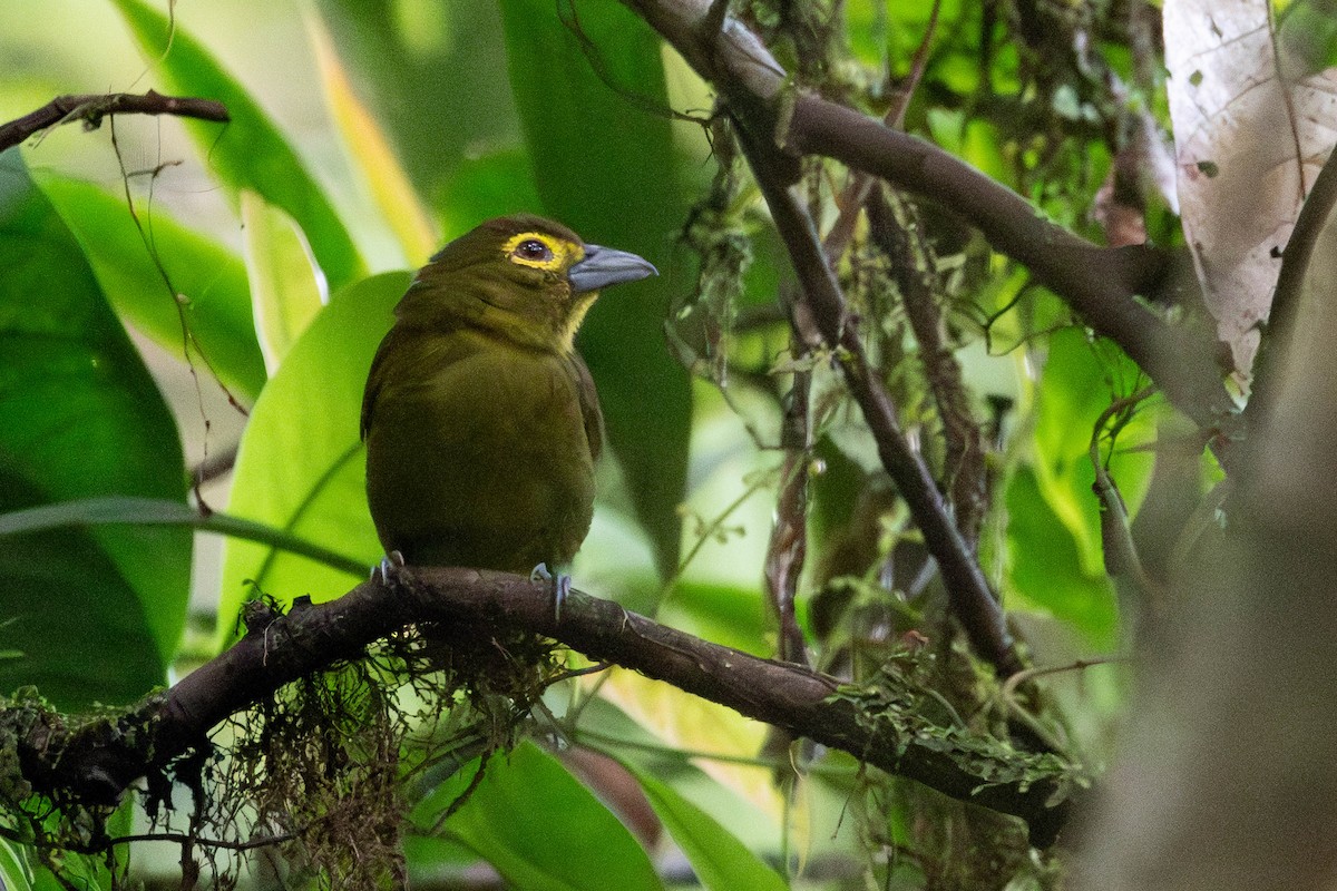 Lemon-spectacled Tanager - ML635348602