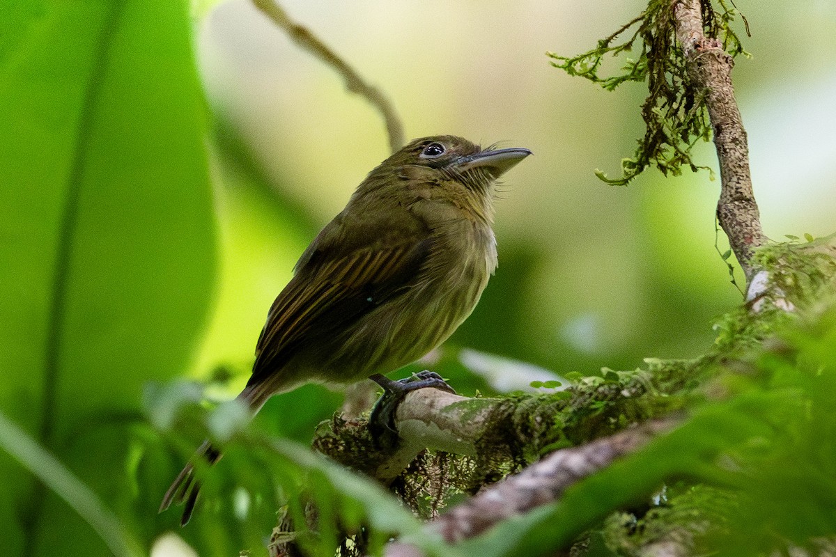 Pacific Flatbill - ML635348606