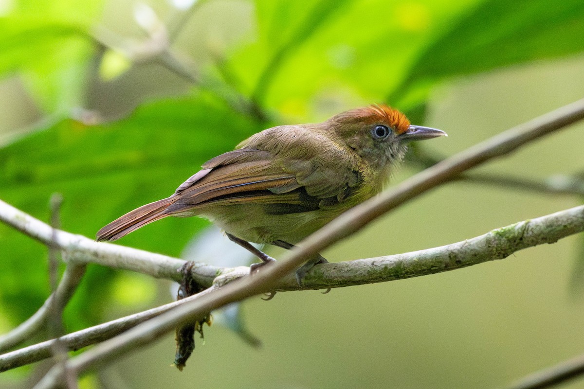 Fuchsscheitelvireo - ML635348612