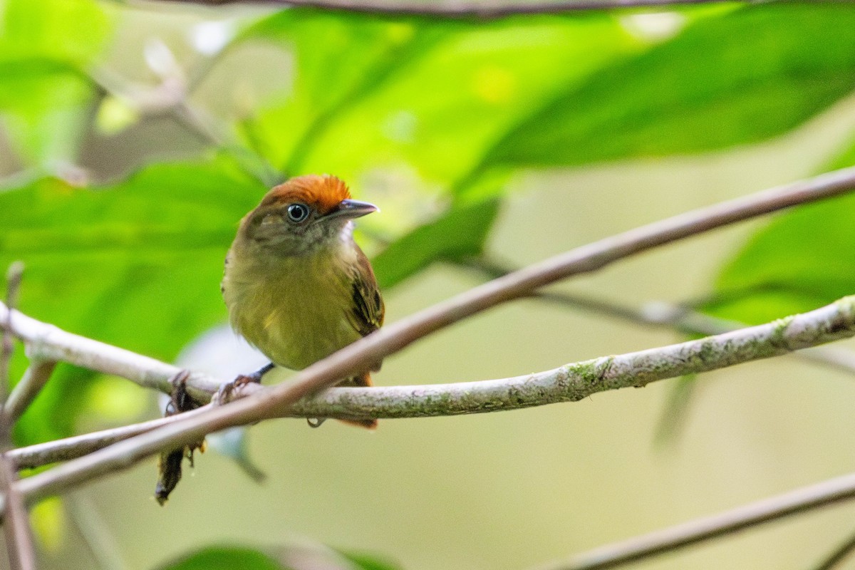 Fuchsscheitelvireo - ML635348613