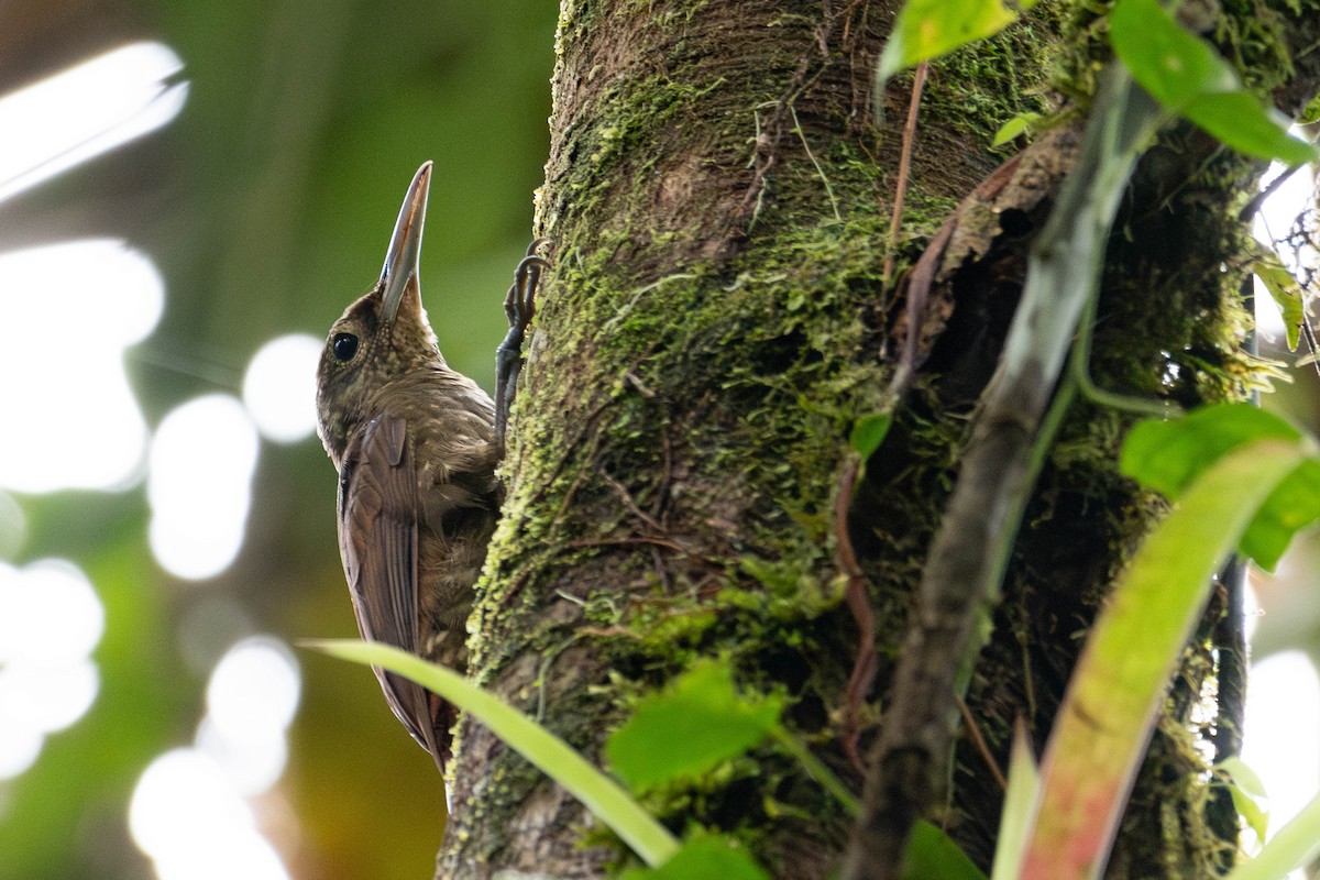 Spotted Woodcreeper - ML635348624