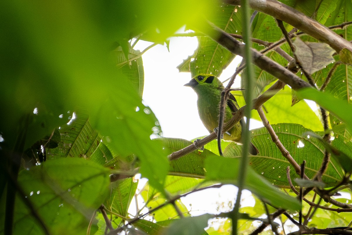 Emerald Tanager - ML635348627